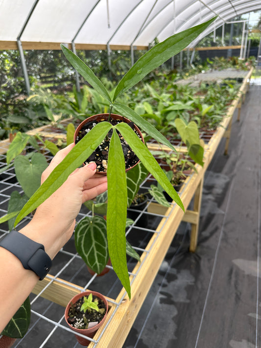 Anthurium Polydactylum