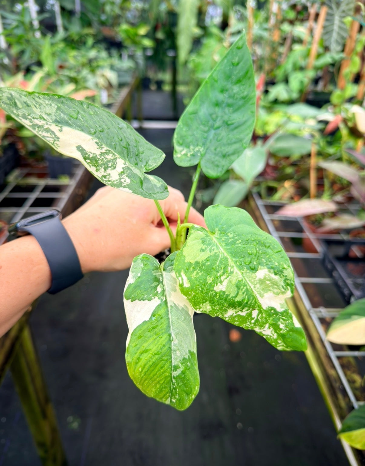 Schismatoglottis sp. Albo variegated