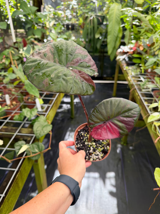 Alocasia 'Serendipity' Pink Variegated (EXACT PLANT)