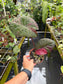 Alocasia 'Serendipity' Pink Variegated (EXACT PLANT)
