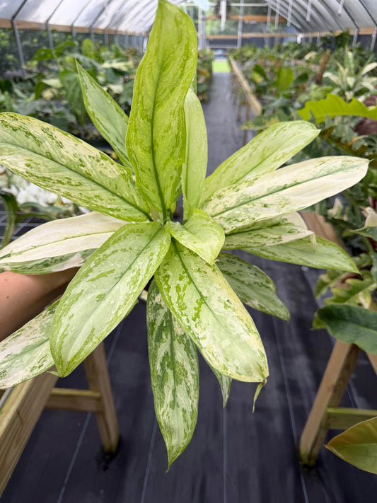 Aglaonema Ice Queen variegated