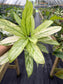 Aglaonema Ice Queen variegated