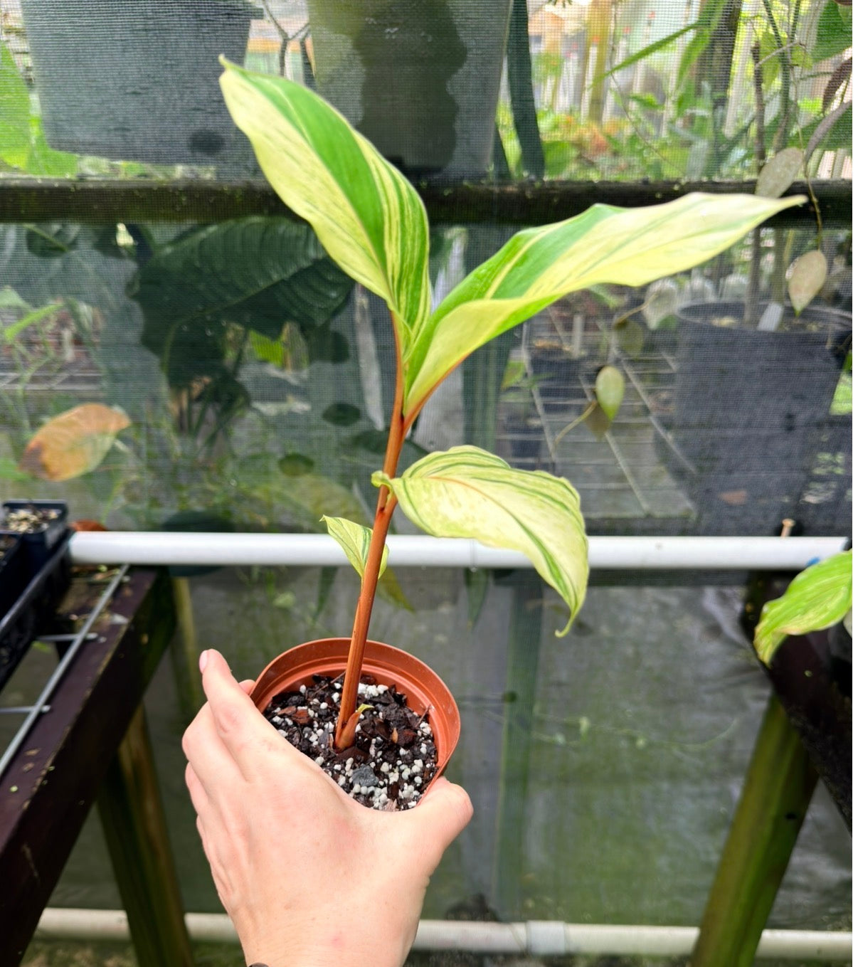 Riedelia sp. Variegated Red Stem Ginger Plant, Rare