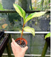Riedelia sp. Variegated Red Stem Ginger Plant, Rare