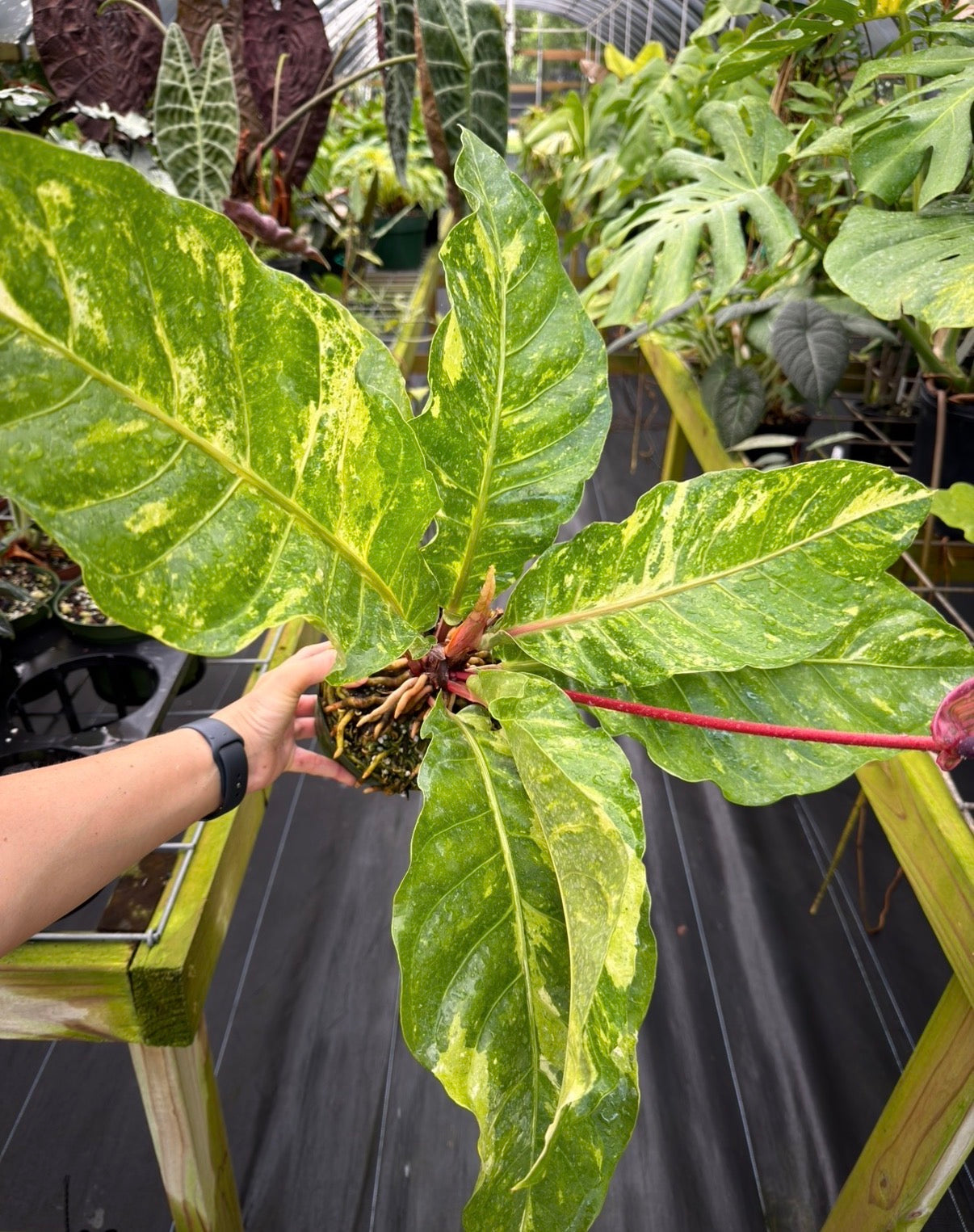 Anthurium Birds Nest hybrid variegated Large