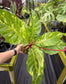 Anthurium Birds Nest hybrid variegated Large
