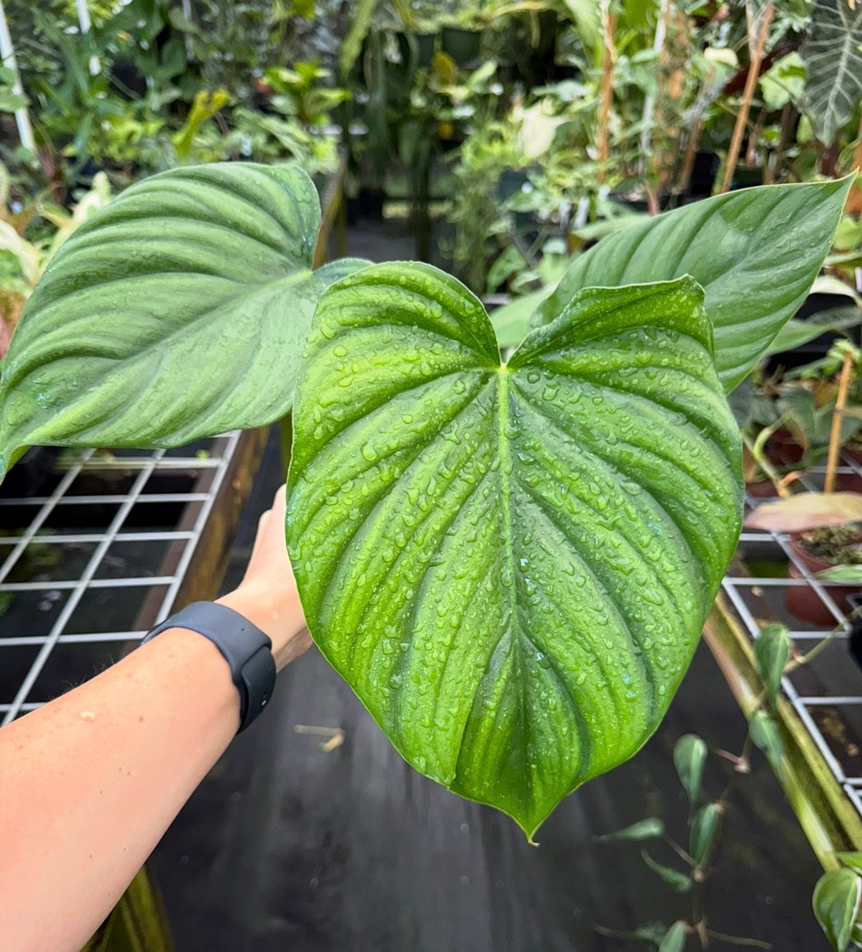 Philodendron sp. Columbia