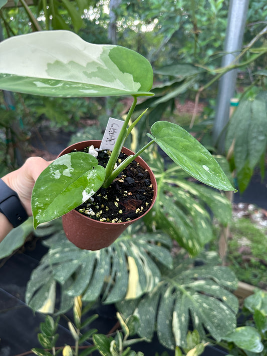 Syngonium chiapense variegated EXACT PLANT