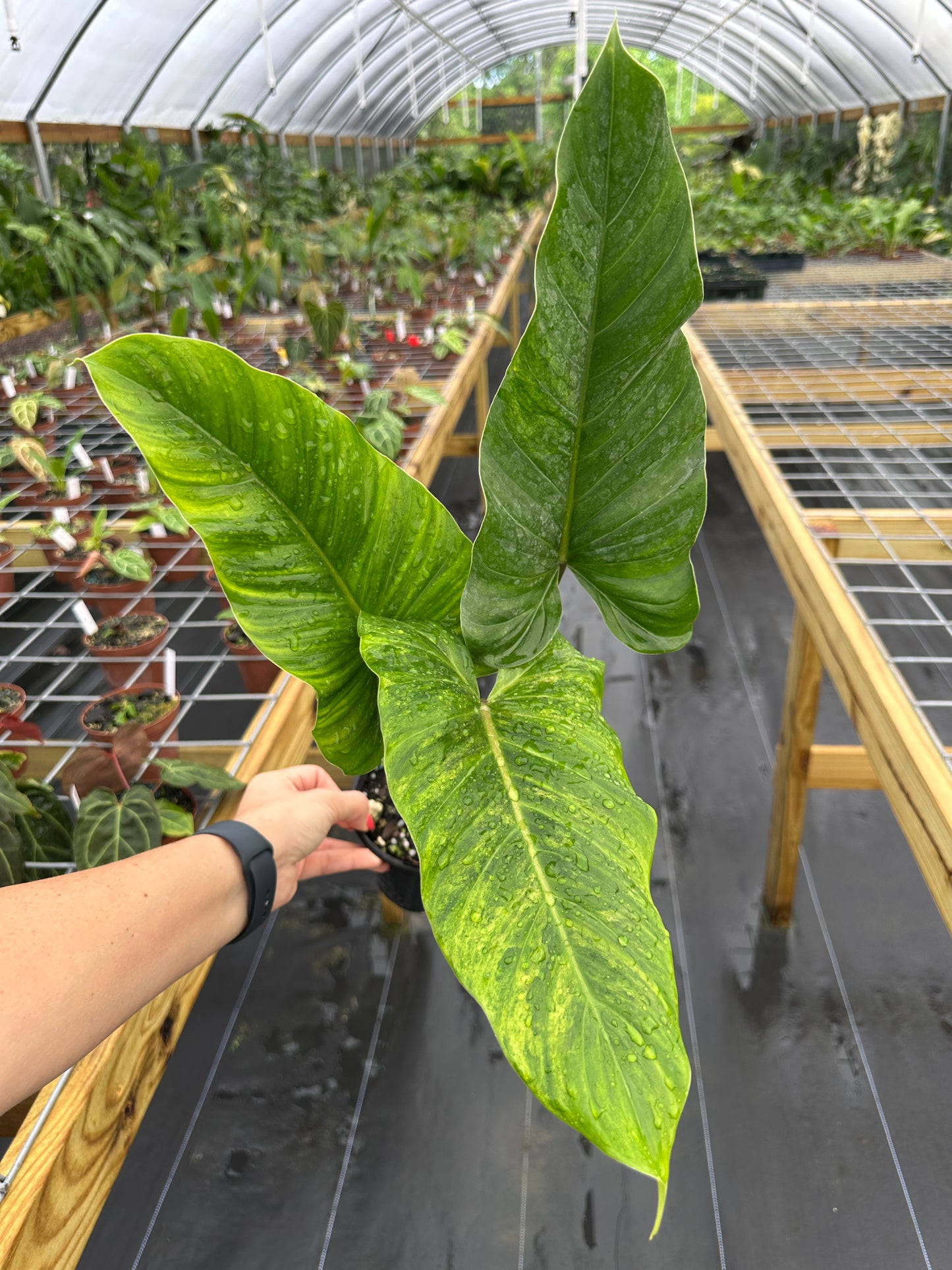 variegated philodendron subhastatum Philodendron subhastatum Variegated – Top Notch Tropical
