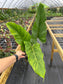 Philodendron subhastatum Variegated