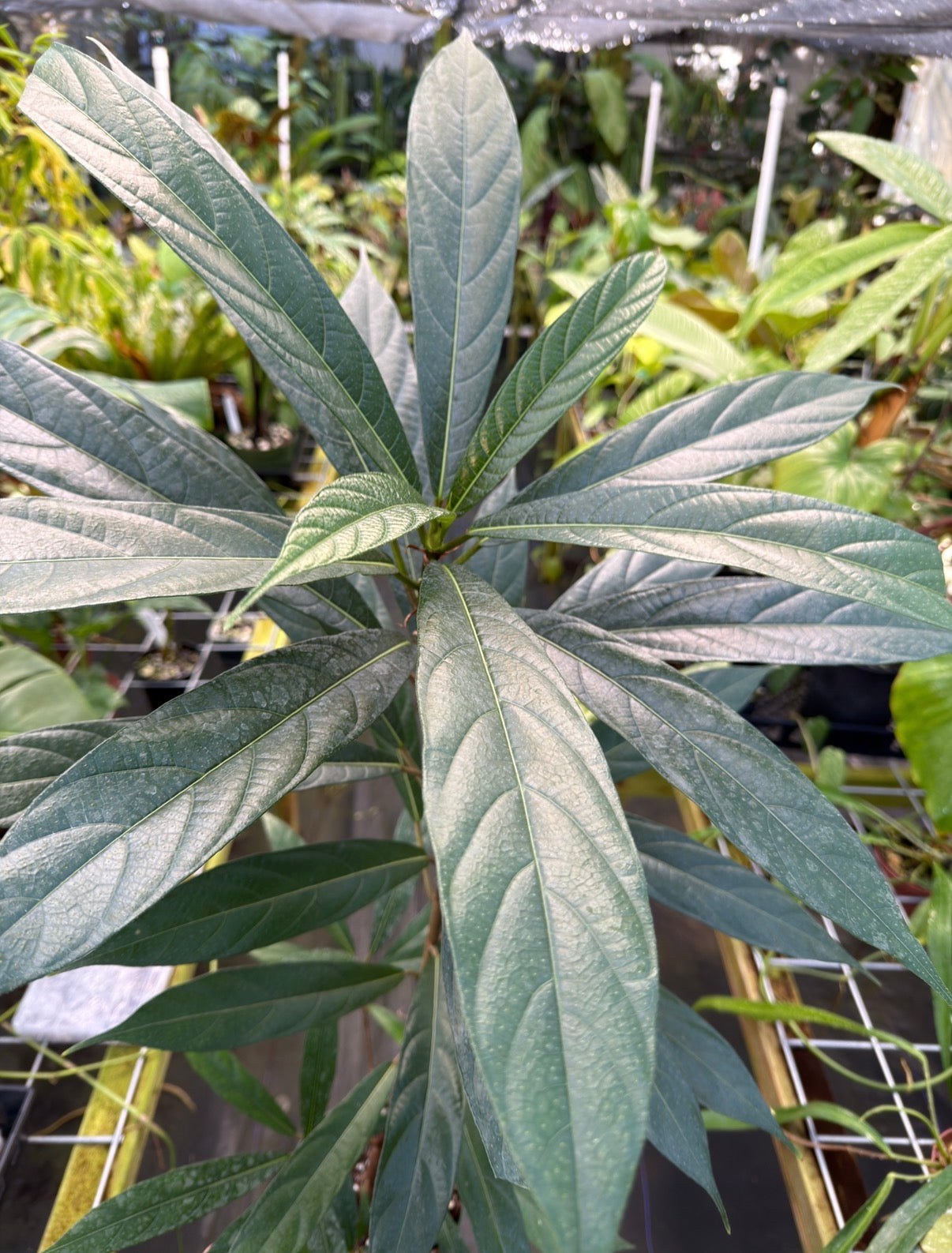 Large Ficus Squamosa, EXACT PLANT,  LOCAL PICK UP SPECIAL