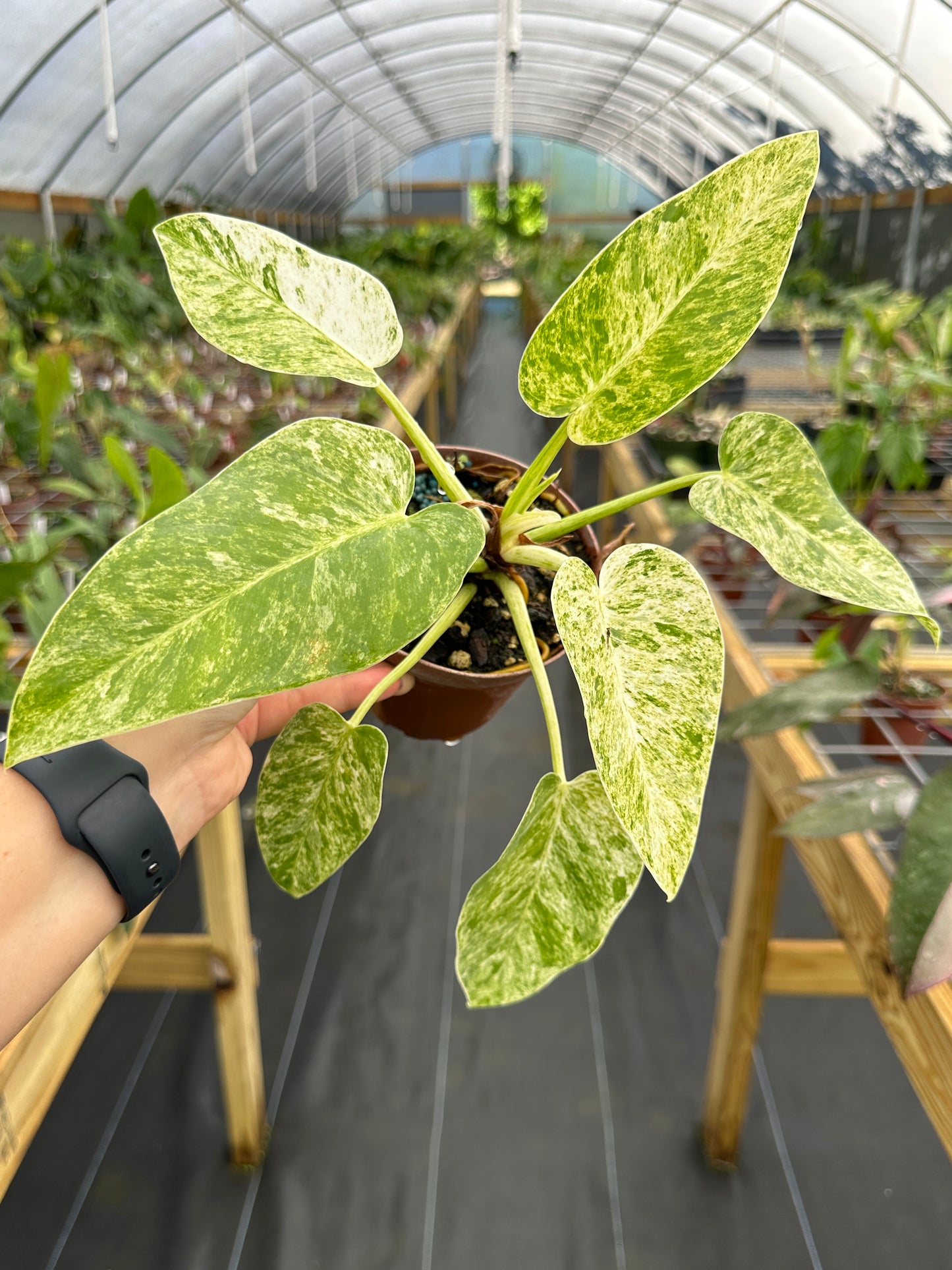 Philodendron Giganteum Variegated