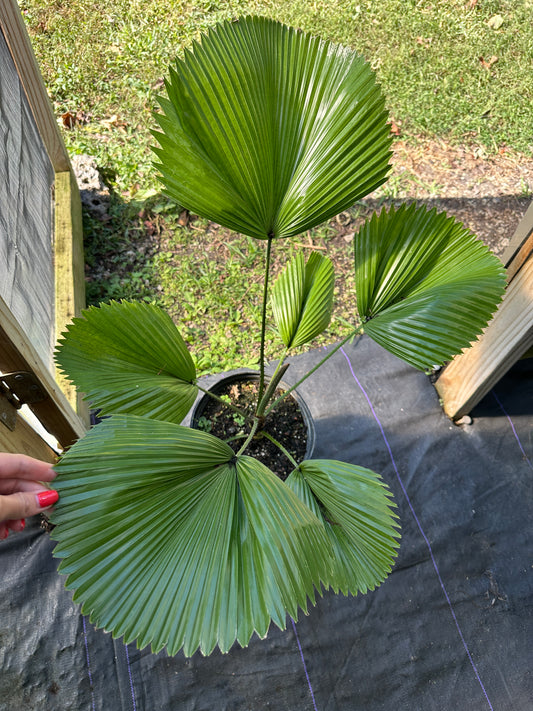 Licuala peltata var. sumawongii Palm, Large, LOCAL PICK UP SPECIAL