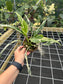 Rare Spathiphyllum mutation aurea Peace Lily