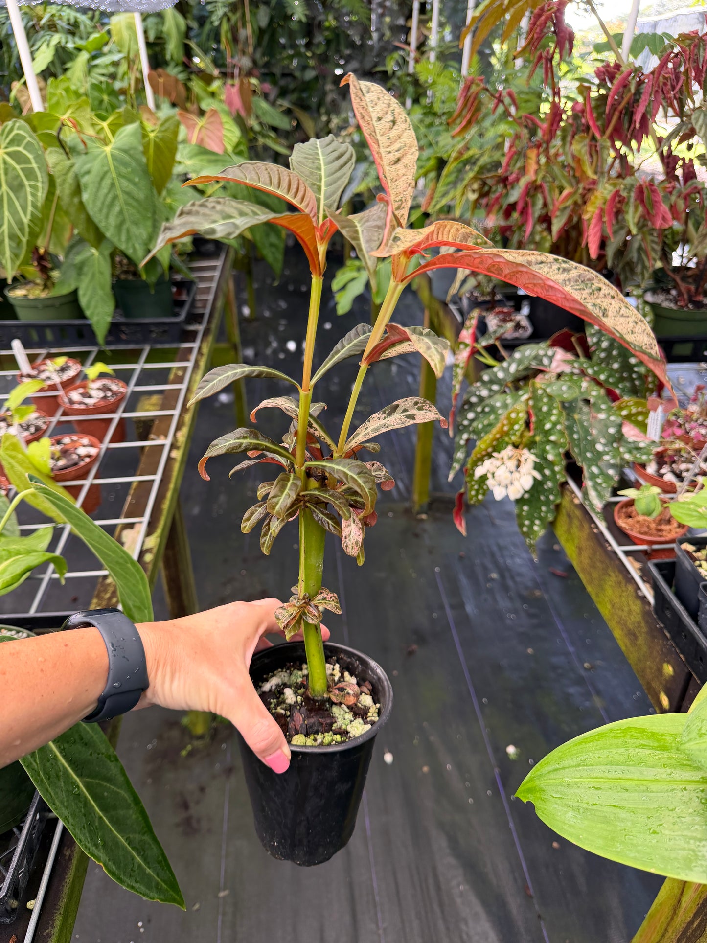 Hoffmannia ghiesbreghtii Variegated, Strawberry Taffeta Plant