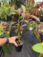 Hoffmannia ghiesbreghtii Variegated, Strawberry Taffeta Plant