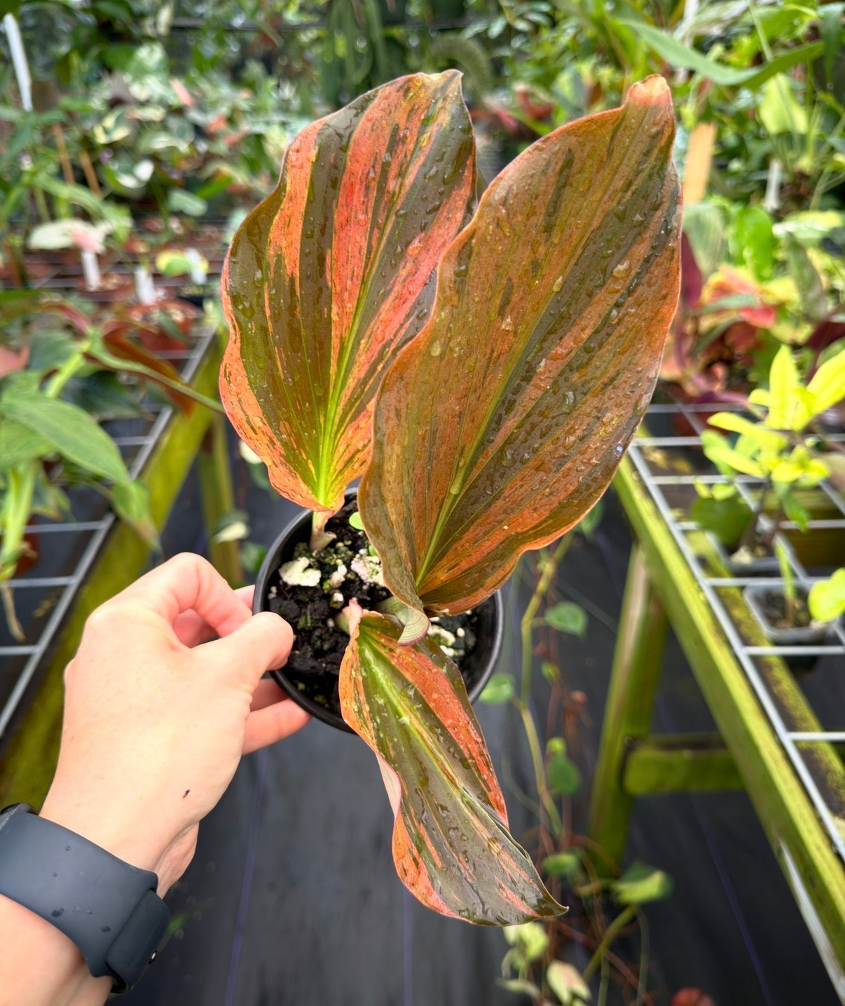 Kaempferia sp. pink variegated