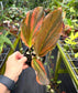 Kaempferia sp. pink variegated