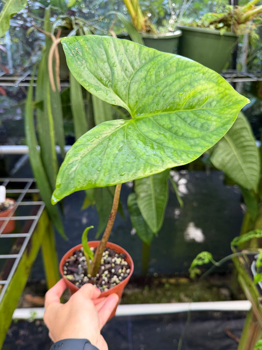 Cyrtosperma merkusii, Rare