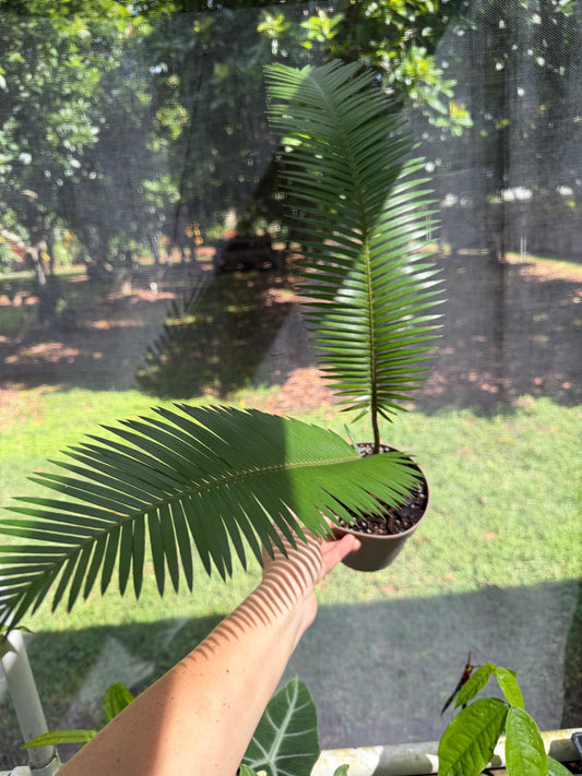 Dioon edule