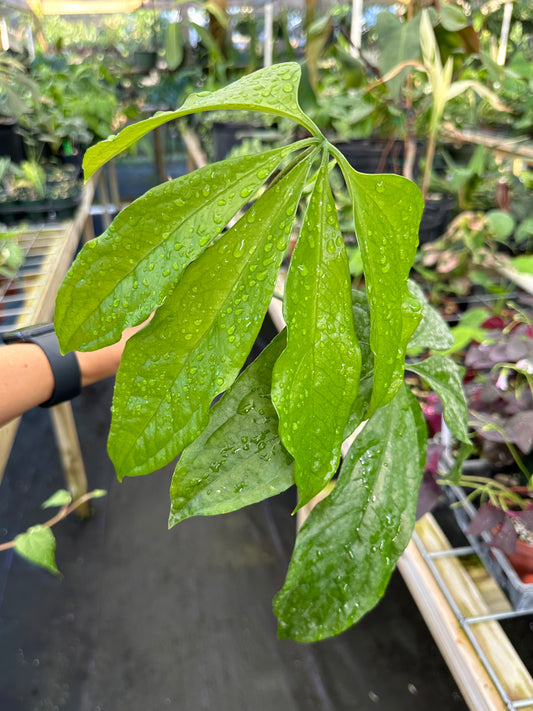 Anthurium pentaphyllum