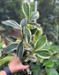 Costus sp. variegated