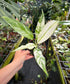 Spathiphyllum City of Angels