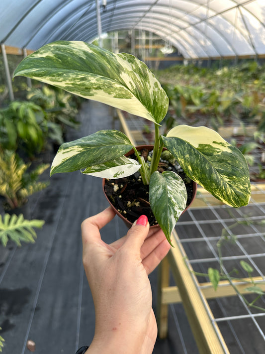 Monstera Lechleriana Variegated