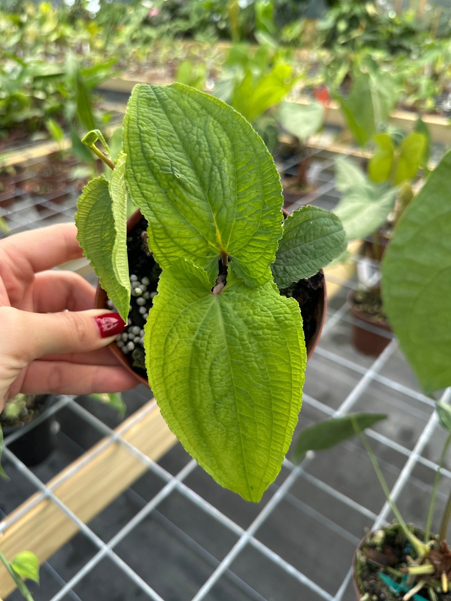 Anthurium clidemioides EXACT PLANT