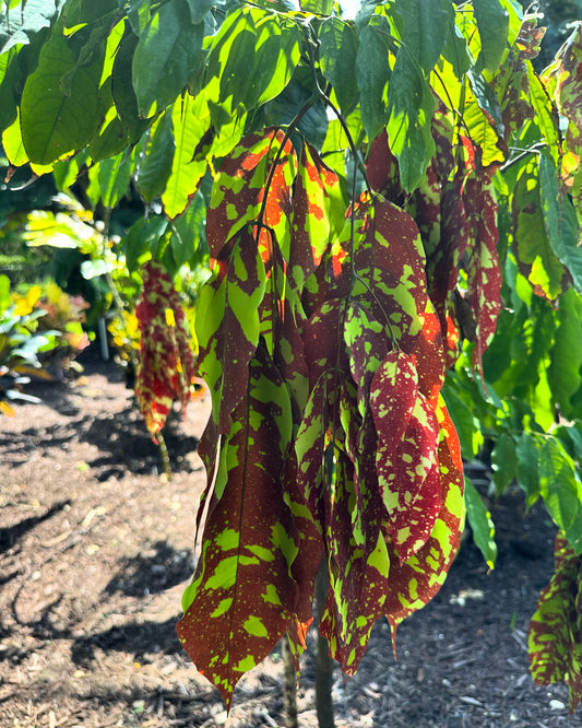 Browneopsis ucayalina, Maroon Handkerchief Tree