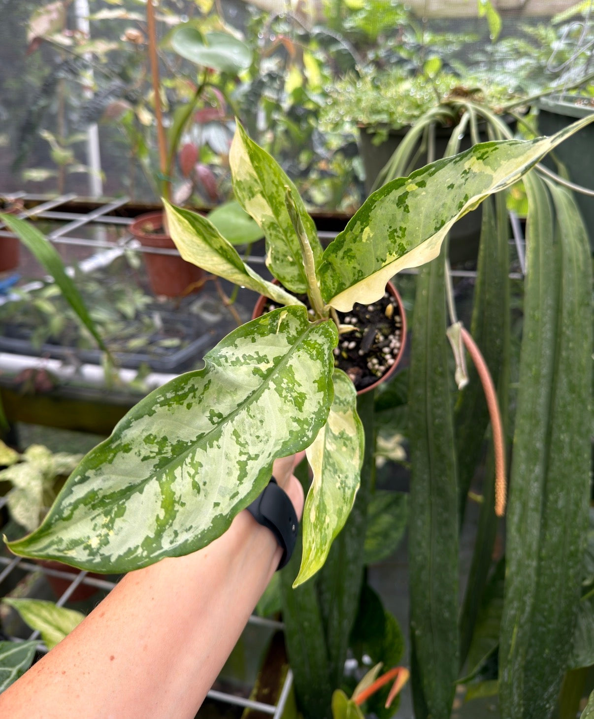 Aglaonema commutatum 'Manila Pride' variegated
