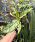 Aglaonema commutatum 'Manila Pride' variegated