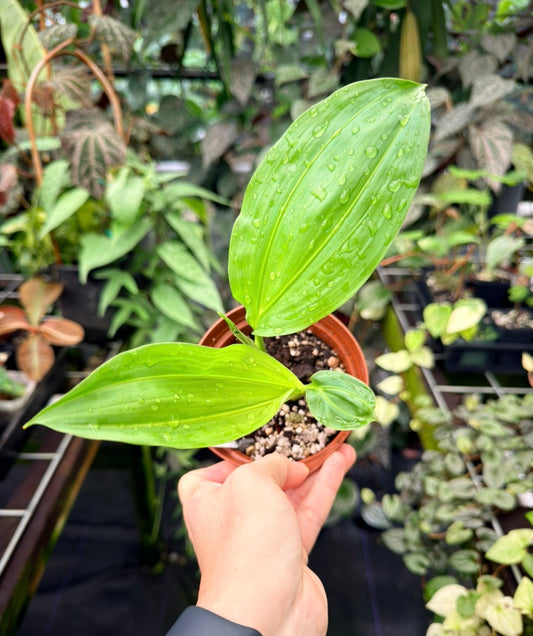 Cyclanthus bipartitus, Split Leaf Cyclanthus