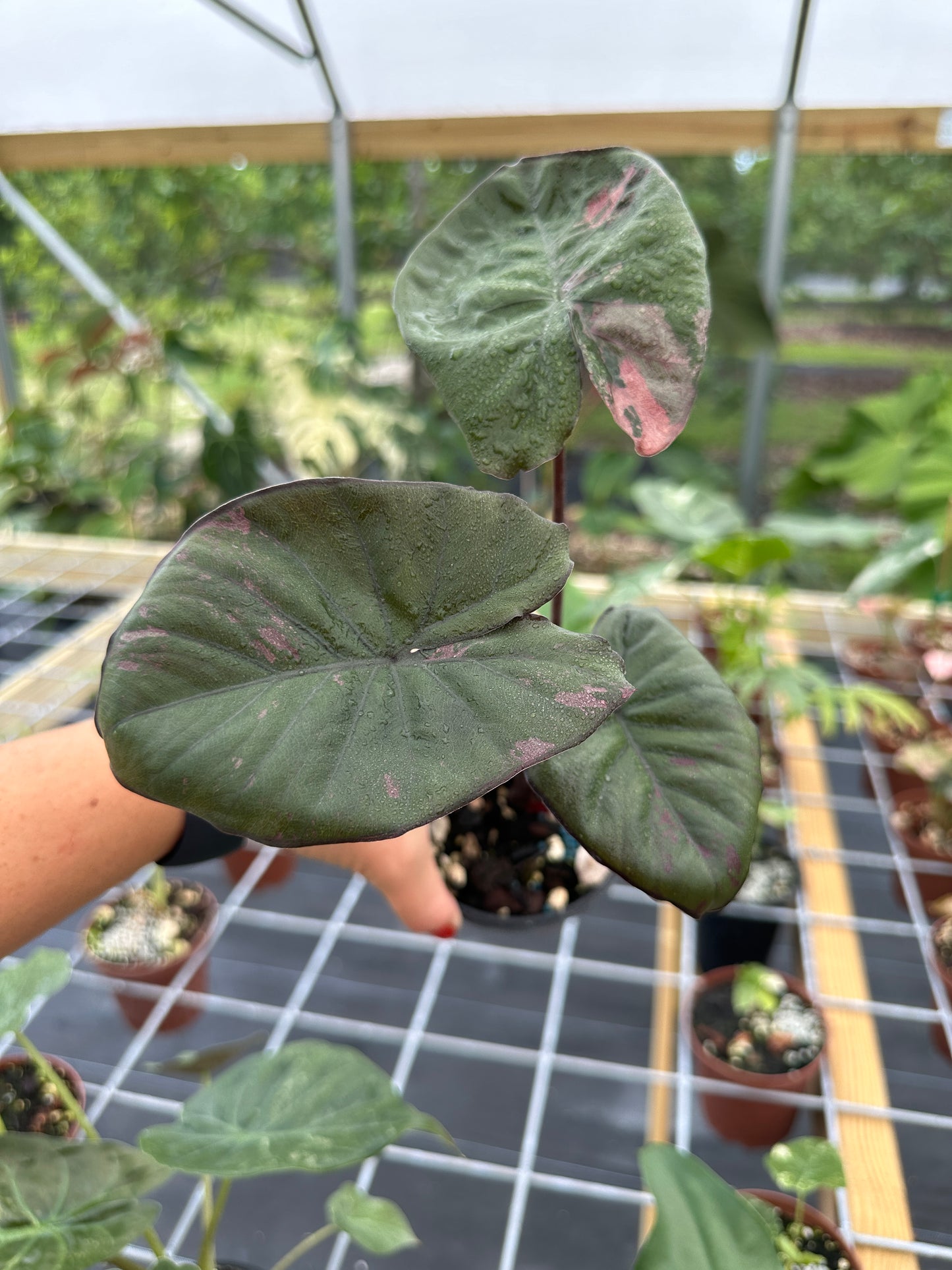 Alocasia 'Serendipity' Pink Variegated (EXACT PLANT)