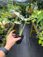 Alocasia macrorrhizos (aka macrorrhiza) Variegated