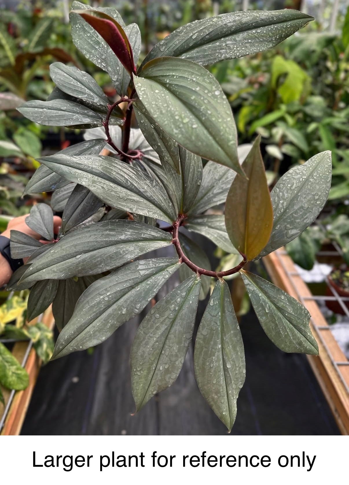 Costus erythrophyllus 'Grey Ghost'