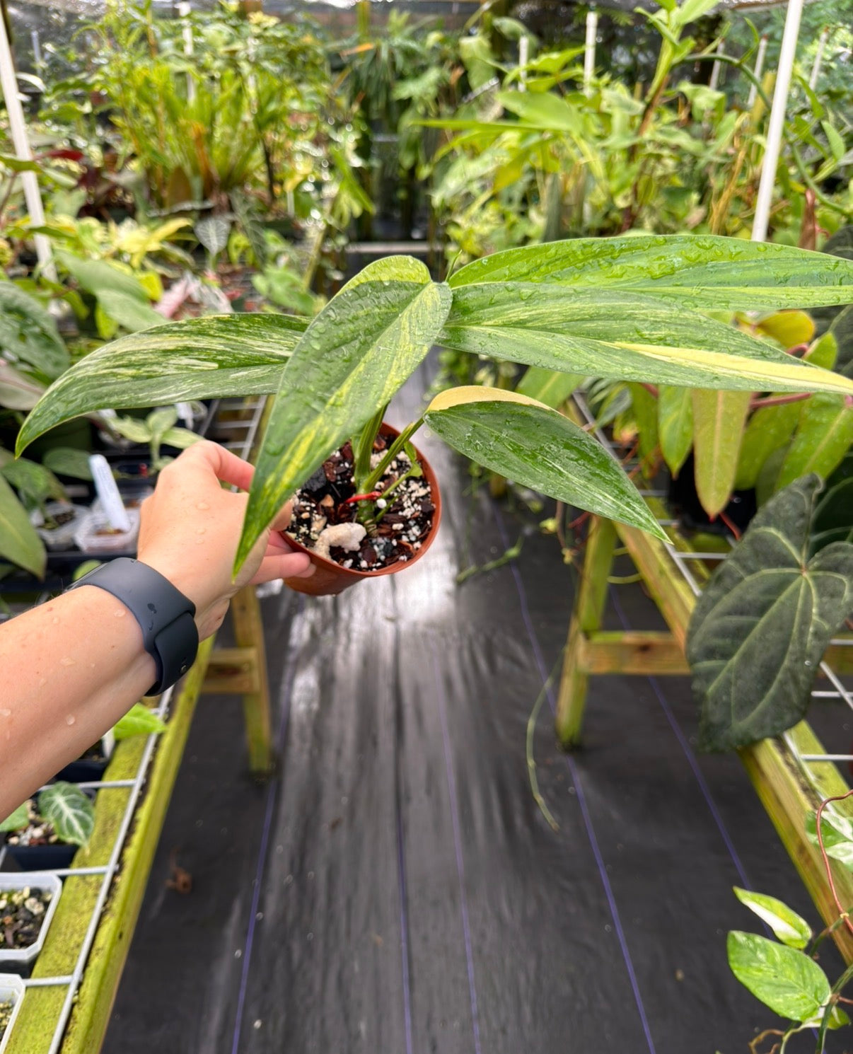 Epipremnum amplissimum variegated