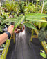 Epipremnum amplissimum variegated