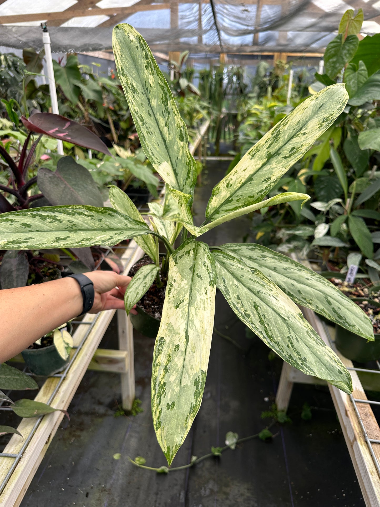 Aglaonema Marble Queen variegated