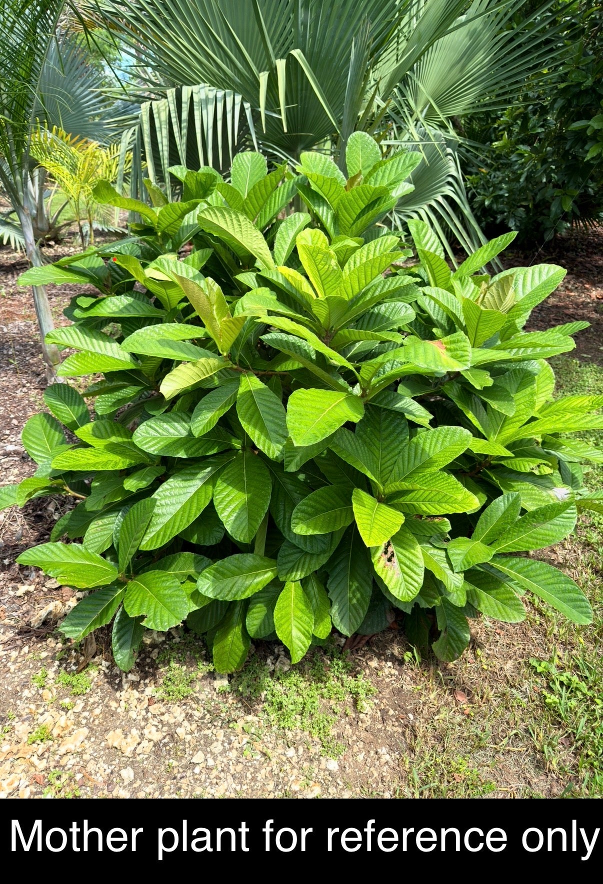 Ficus habrophylla, Rare New Caledonia Fig