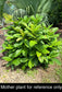 Ficus habrophylla, Rare New Caledonia Fig