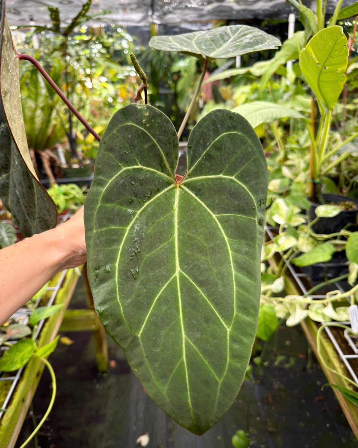 Anthurium 'Ace of Spades' (NSE) x 'Tim Anderson Black' EXACT PLANT