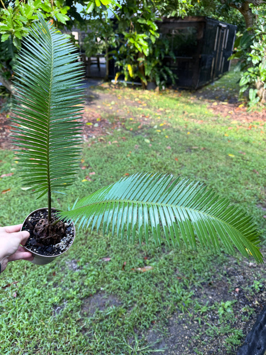 Dioon edule