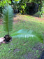 Dioon edule