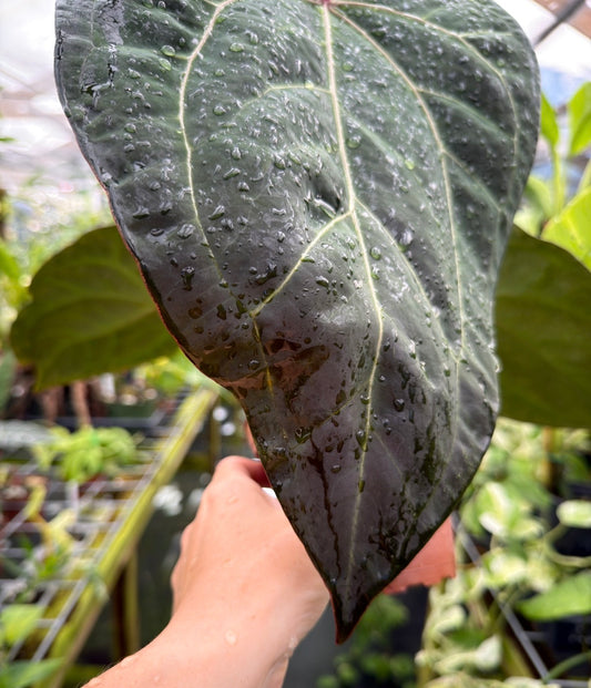 Anthurium 'Ace of Spades' (NSE) x 'Tim Anderson Black' EXACT PLANT