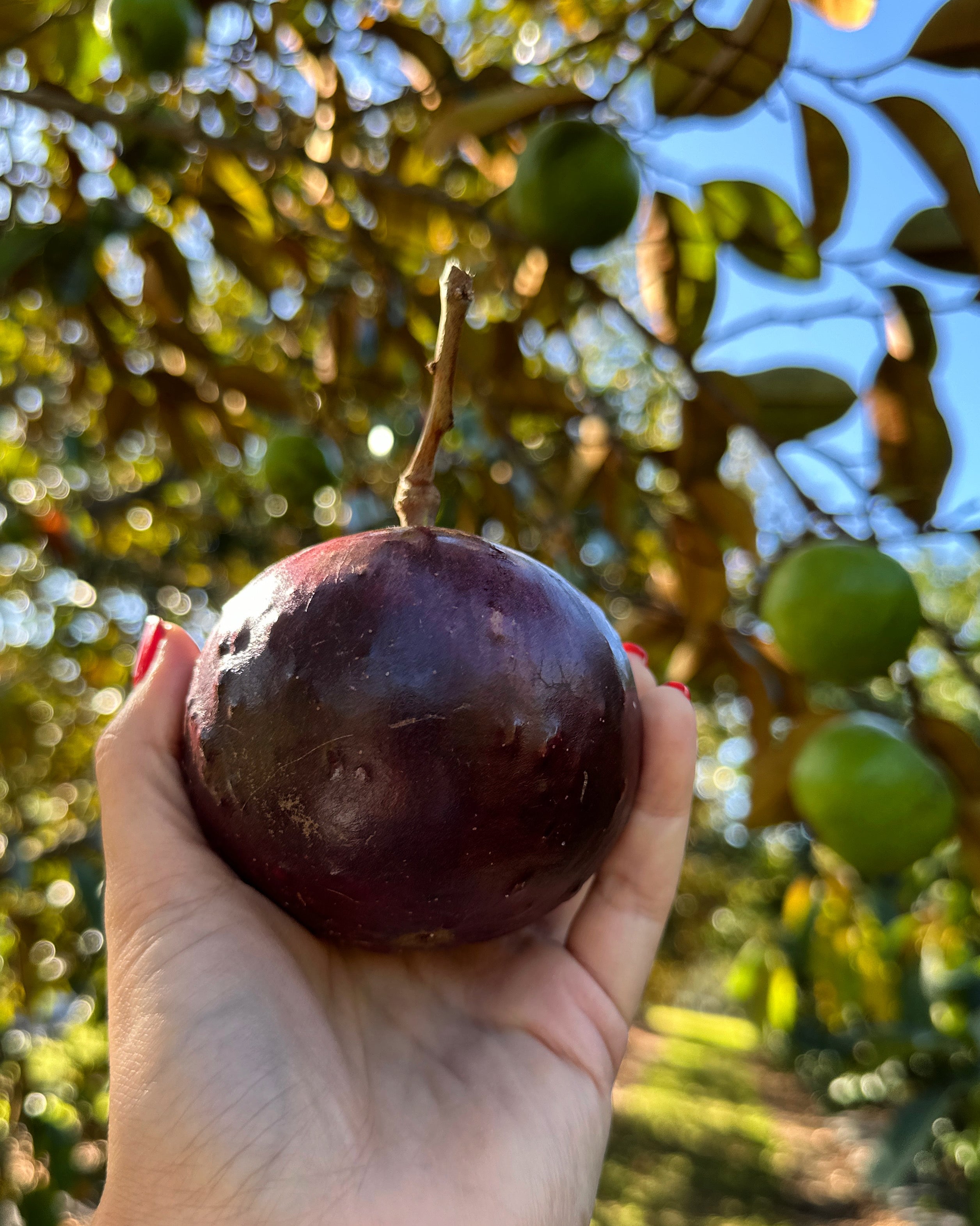 Caimito (Purple Star Apple, Milk Fruit) 3-4 lbs Fresh Fruit – Top Notch ...