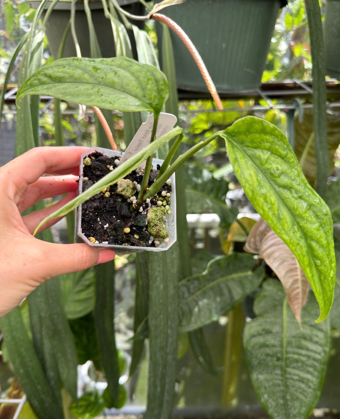 monstera filamentous Monstera aff. obliqua 