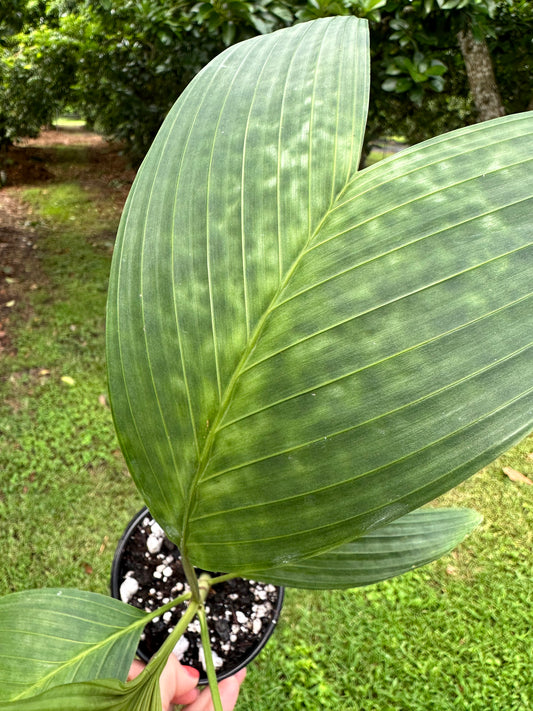 Pinanga sp. Thai Mottled Palm