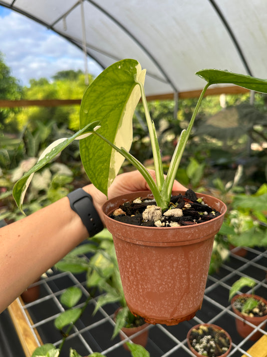 Syngonium chiapense variegated EXACT PLANT