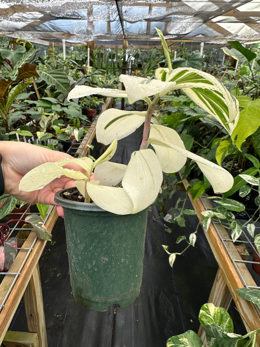 Costus sp. high variegated